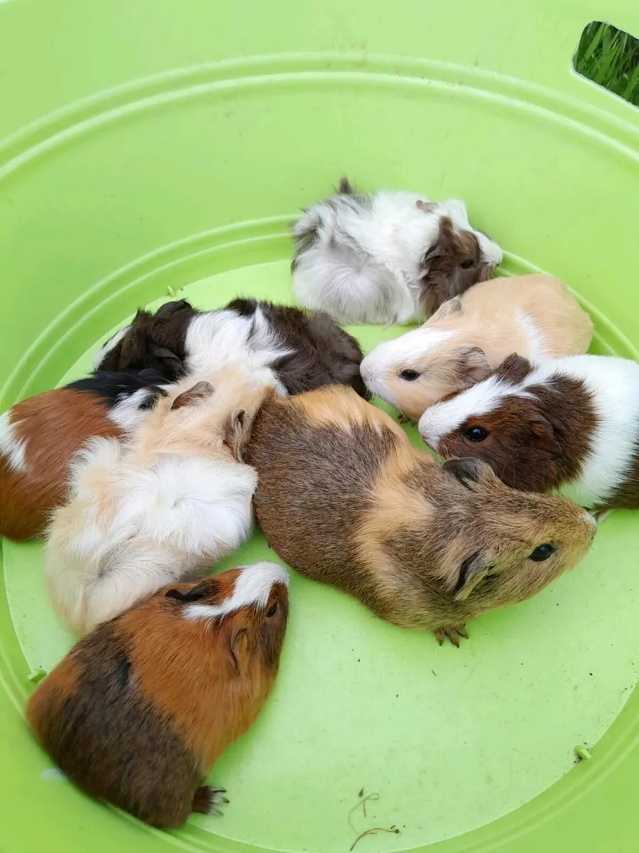 Guinea Pigs - Image 1