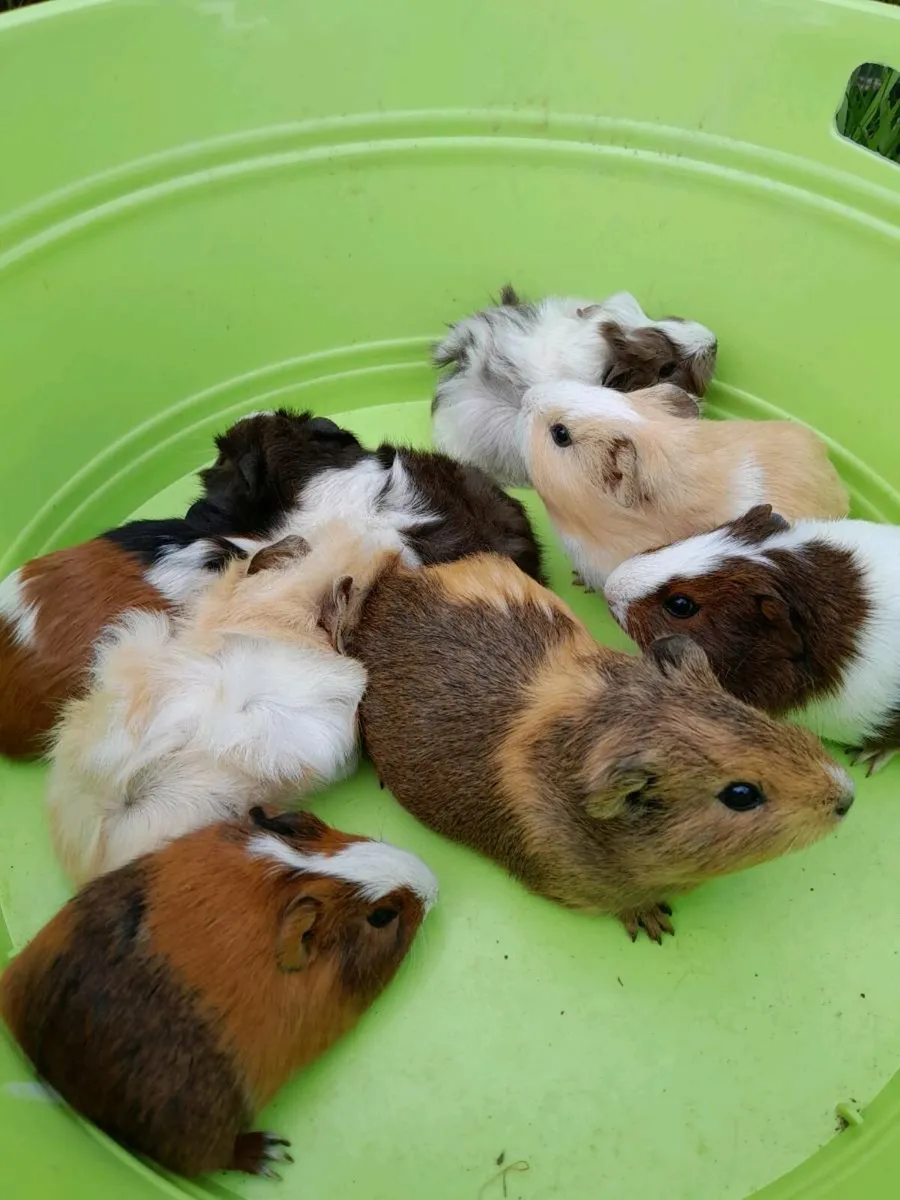Guinea Pigs - Image 2