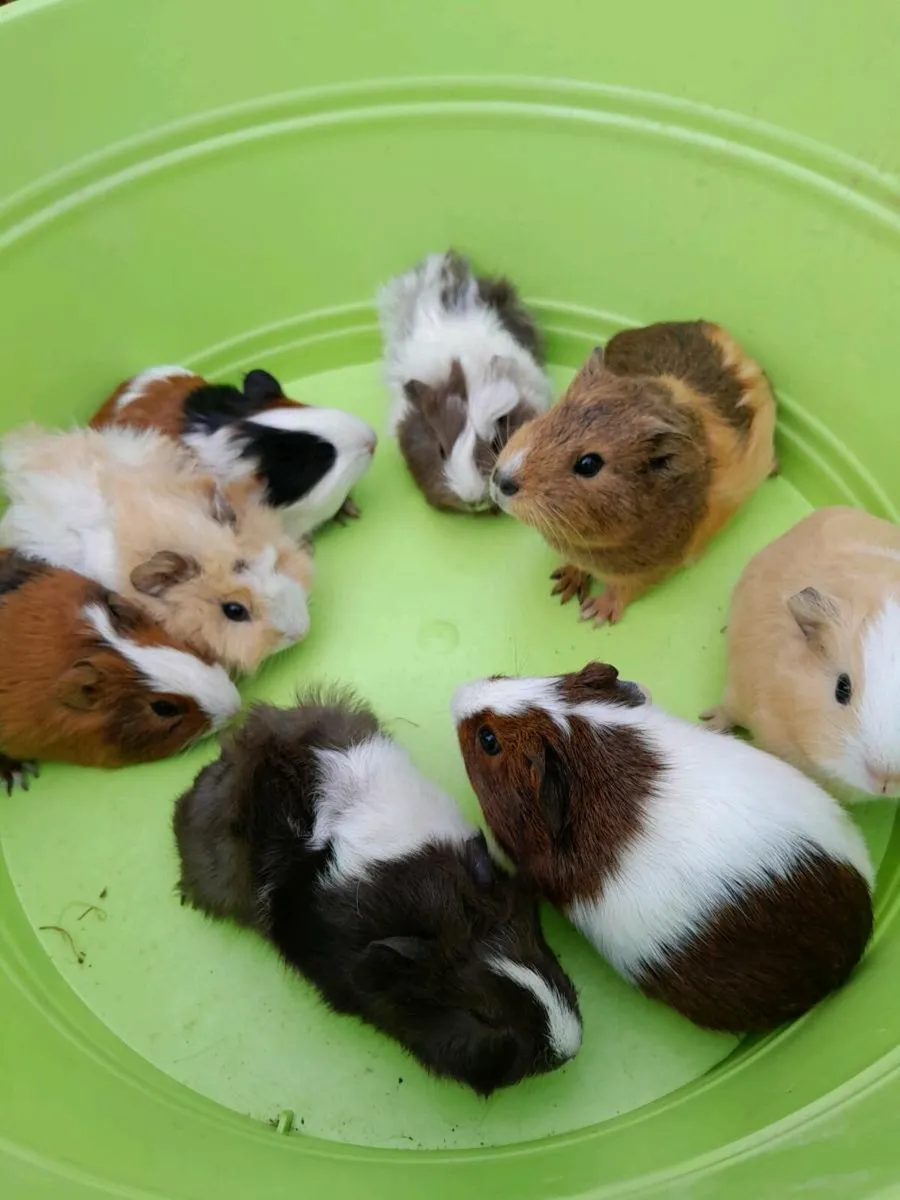 Guinea Pigs - Image 3