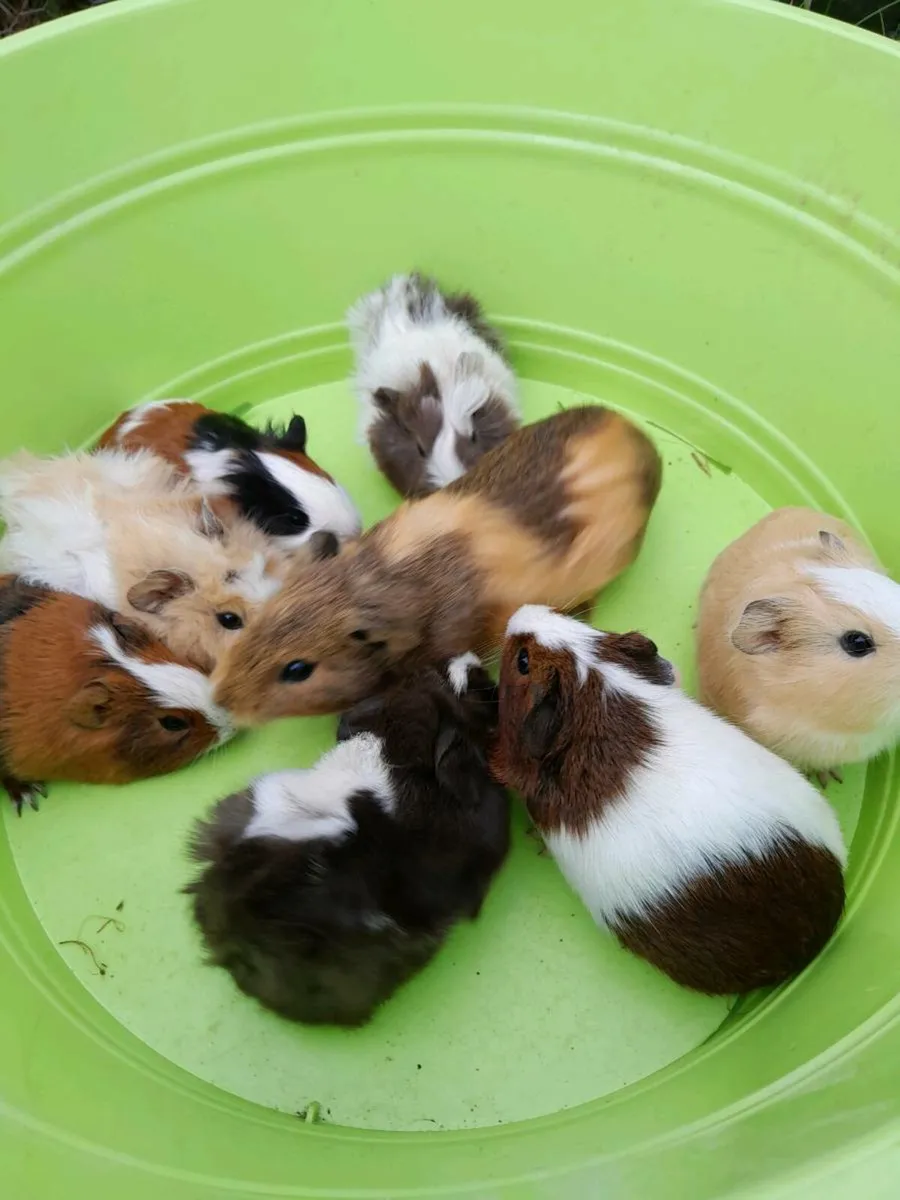 Guinea Pigs - Image 4