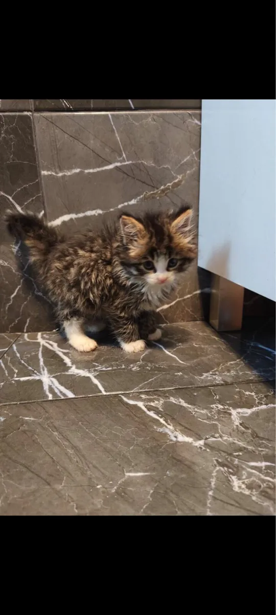 Fluffy kitten - Image 1
