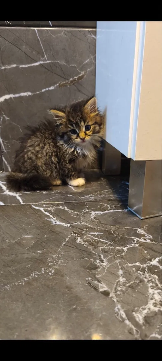 Fluffy kitten - Image 2