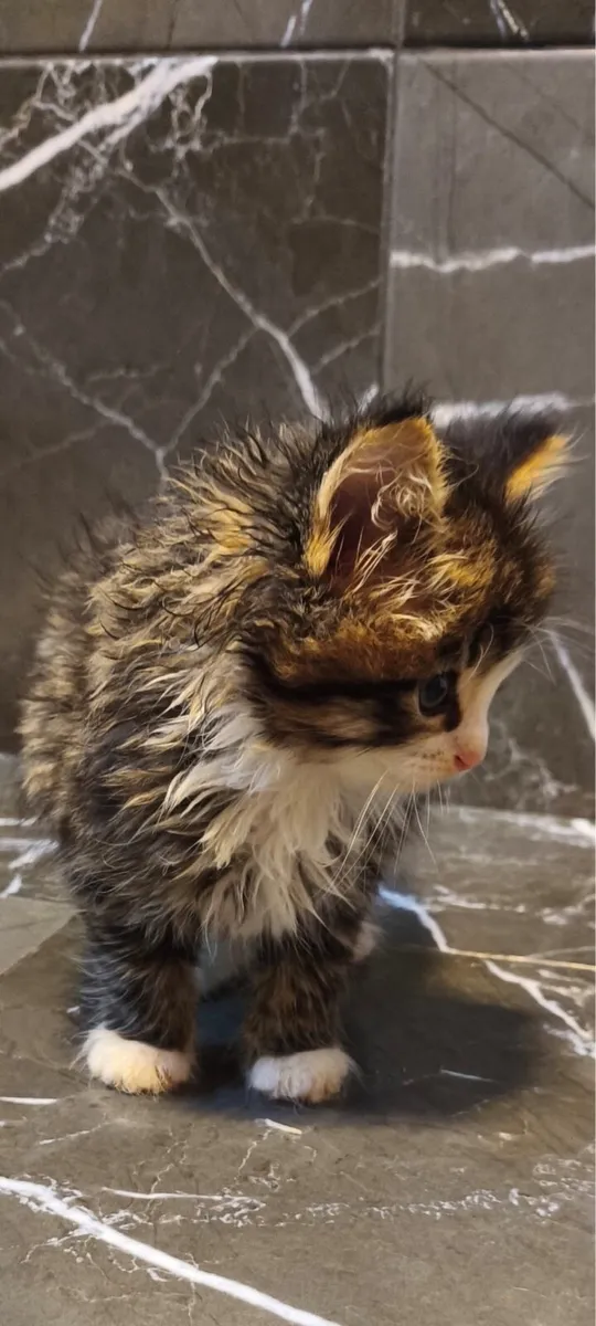 Fluffy kitten - Image 3