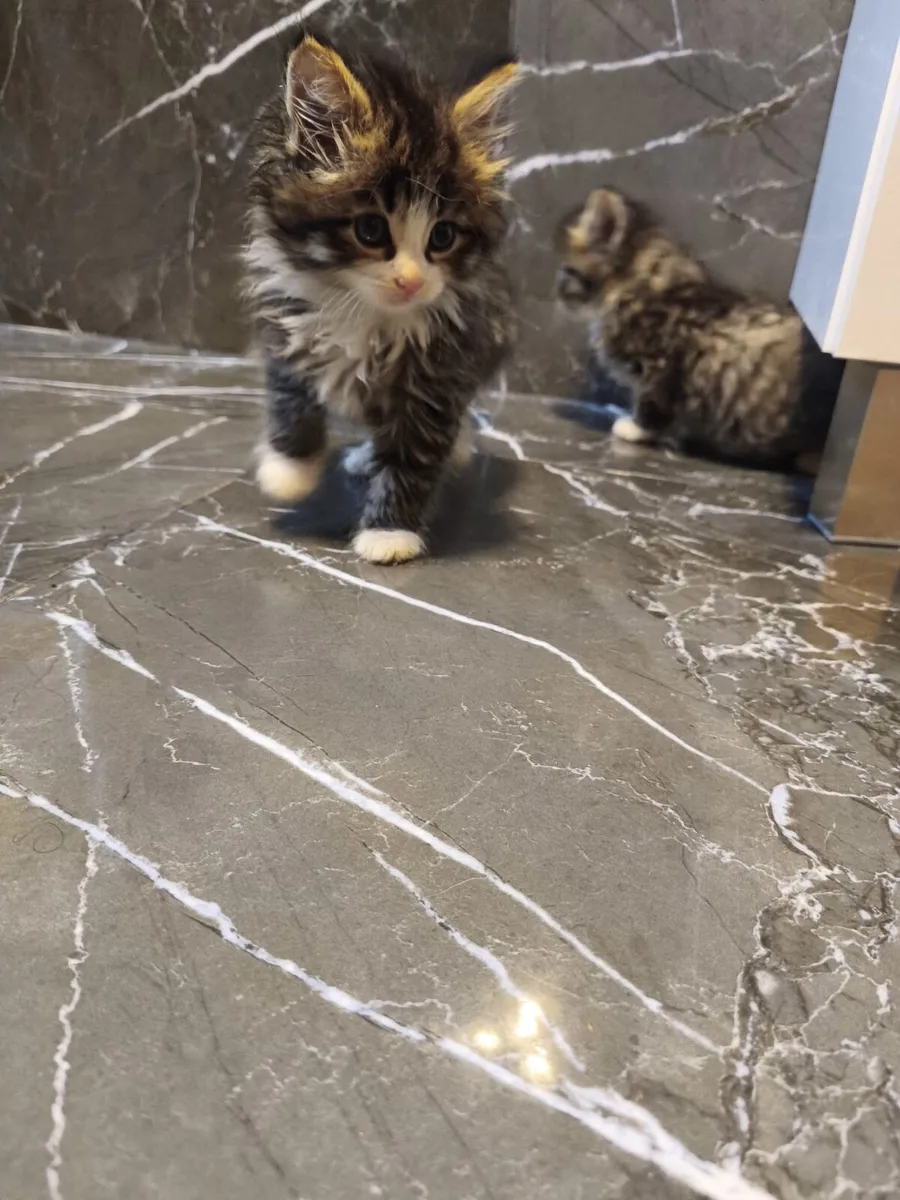 Fluffy kitten - Image 4