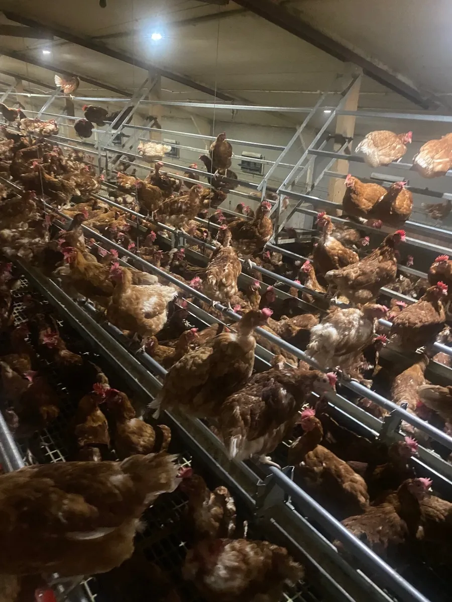 Poultry Equipment - Image 1