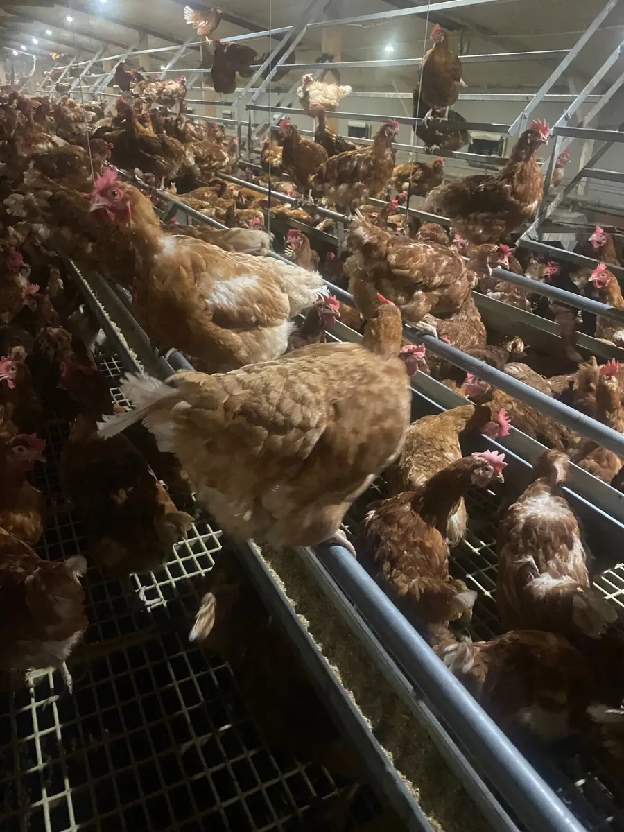 Poultry Equipment - Image 2