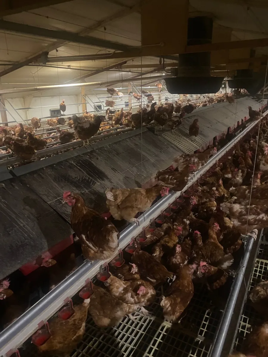Poultry Equipment - Image 3