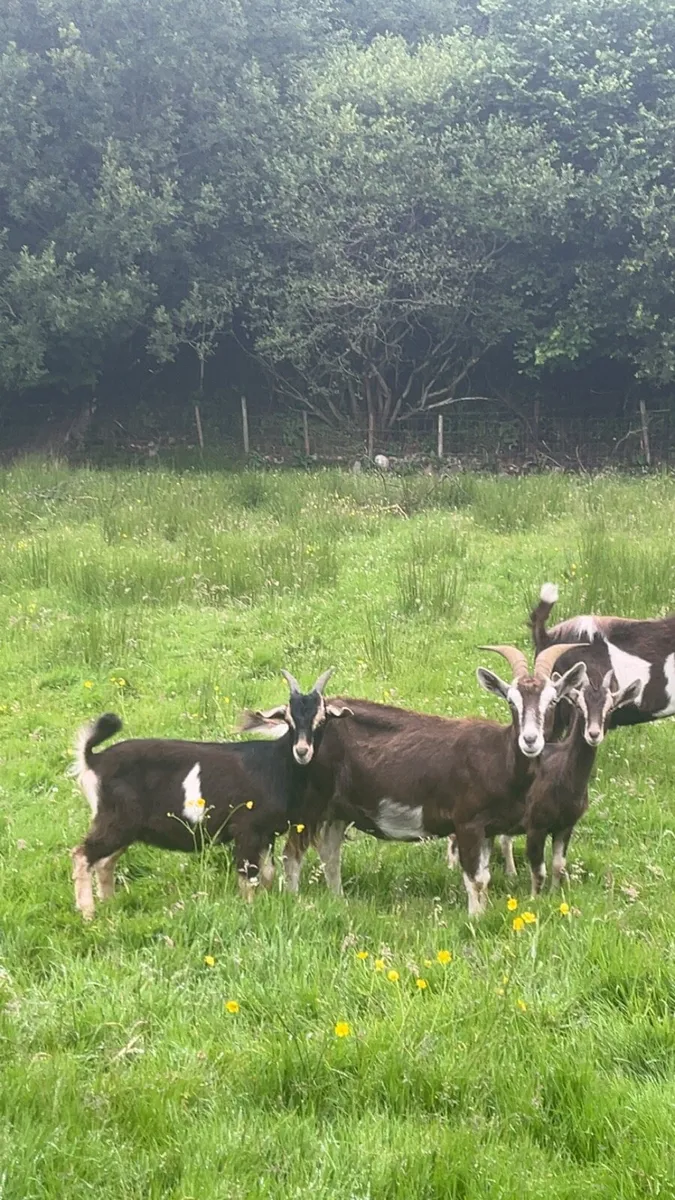 Selection of Goats - Image 1