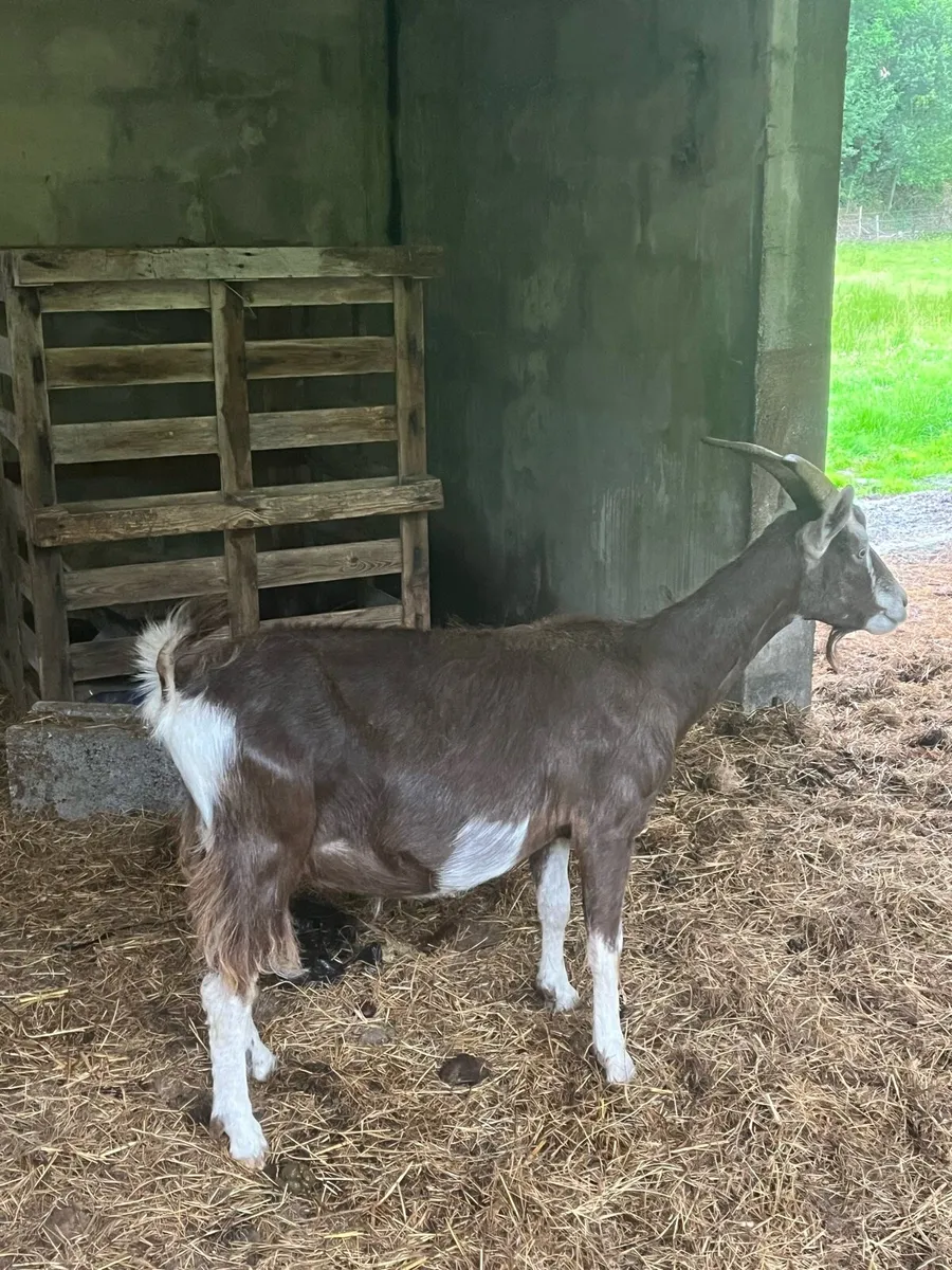 Selection of Goats - Image 2