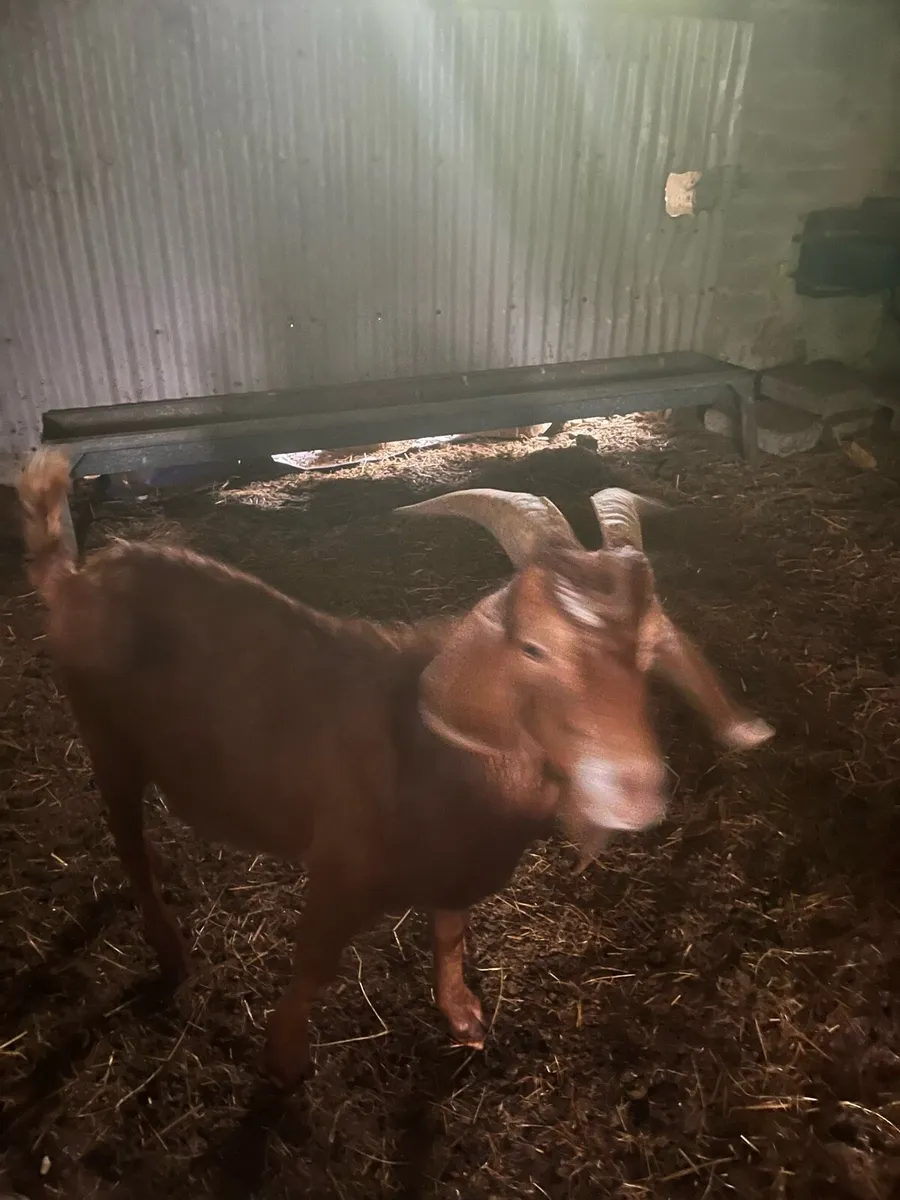 Selection of Goats - Image 3