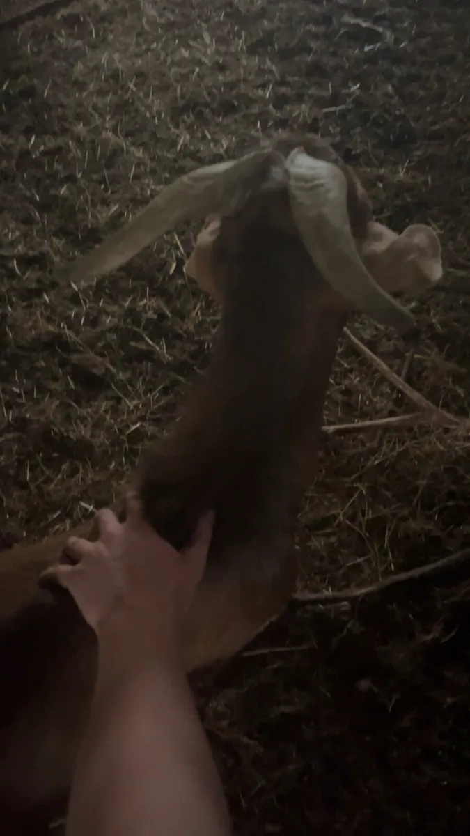 Selection of Goats - Image 4