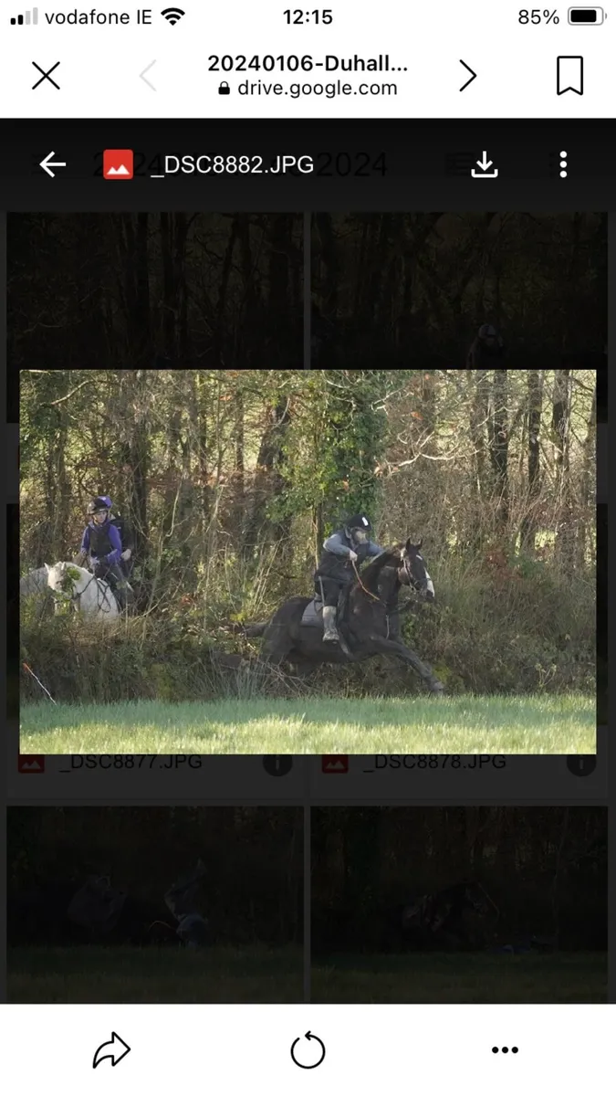 Gelding and mare - Image 2
