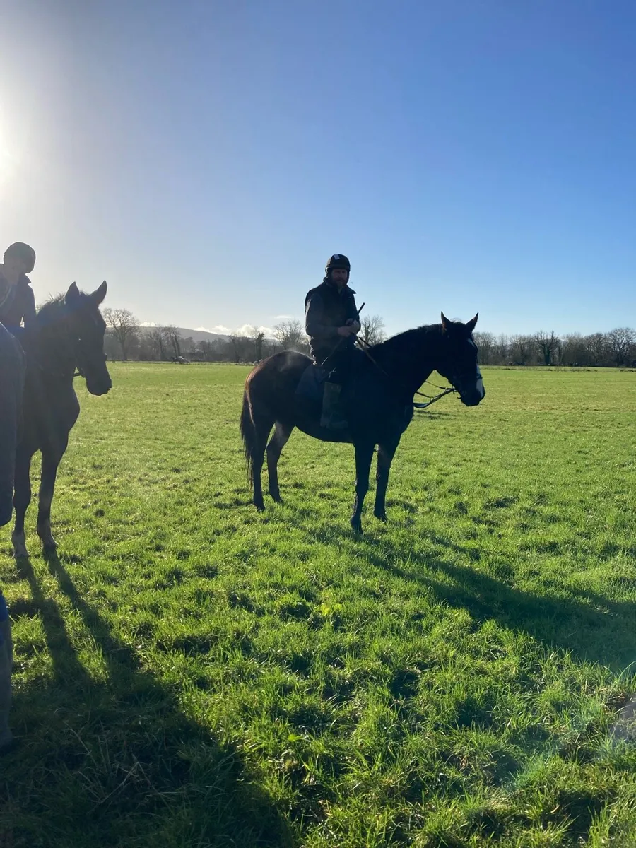 Gelding and mare - Image 3