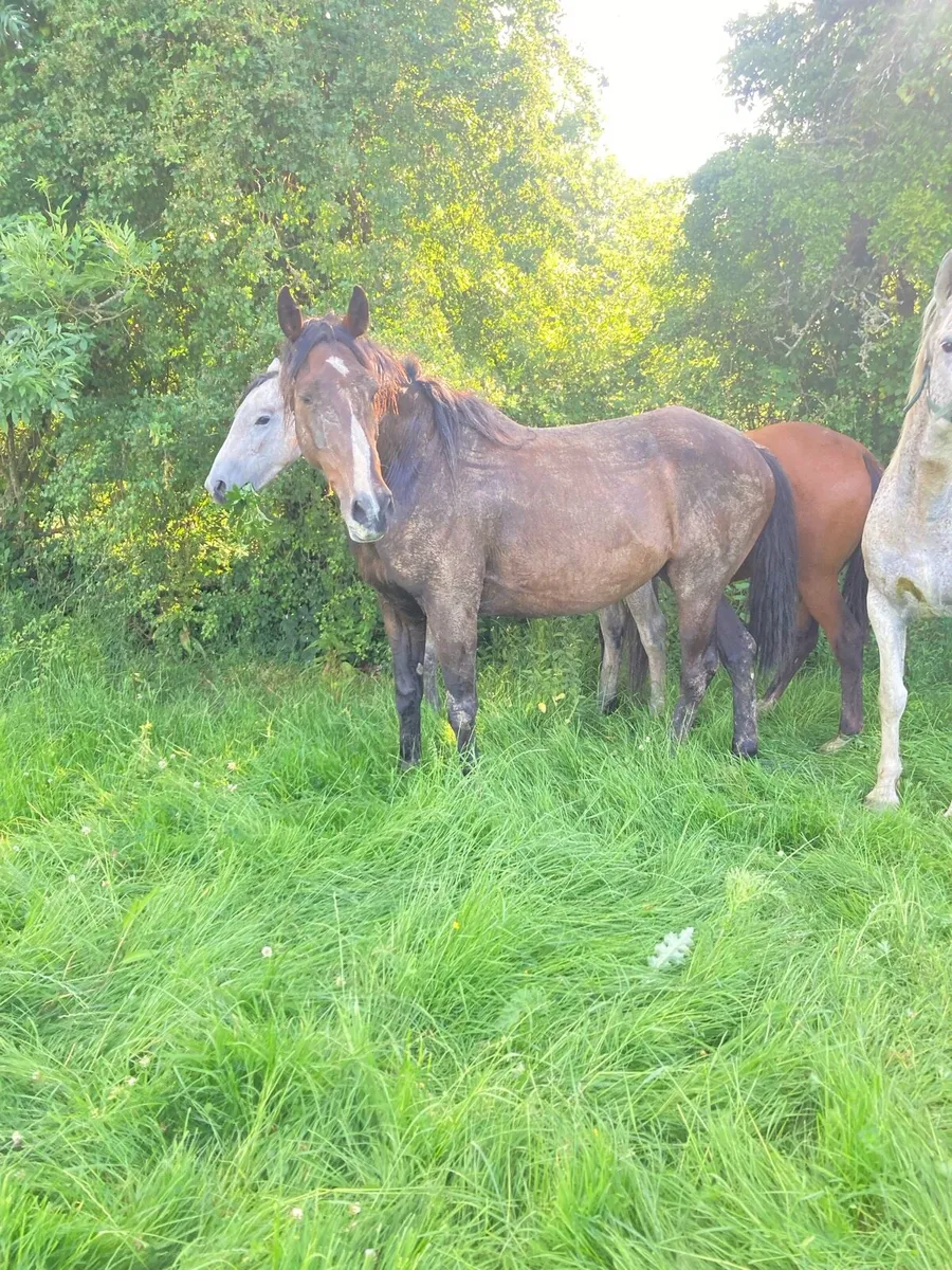 Gelding and mare - Image 1
