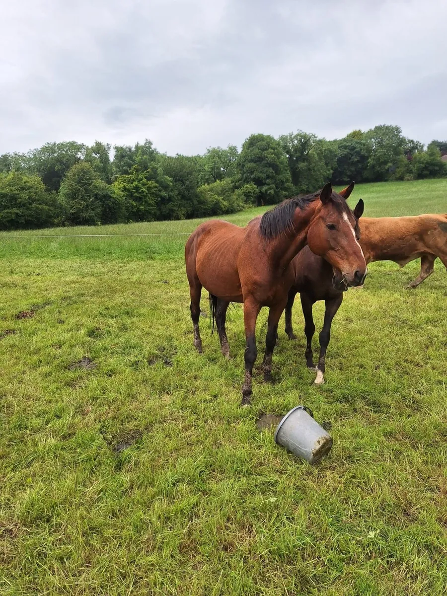 Gelding and mare - Image 4