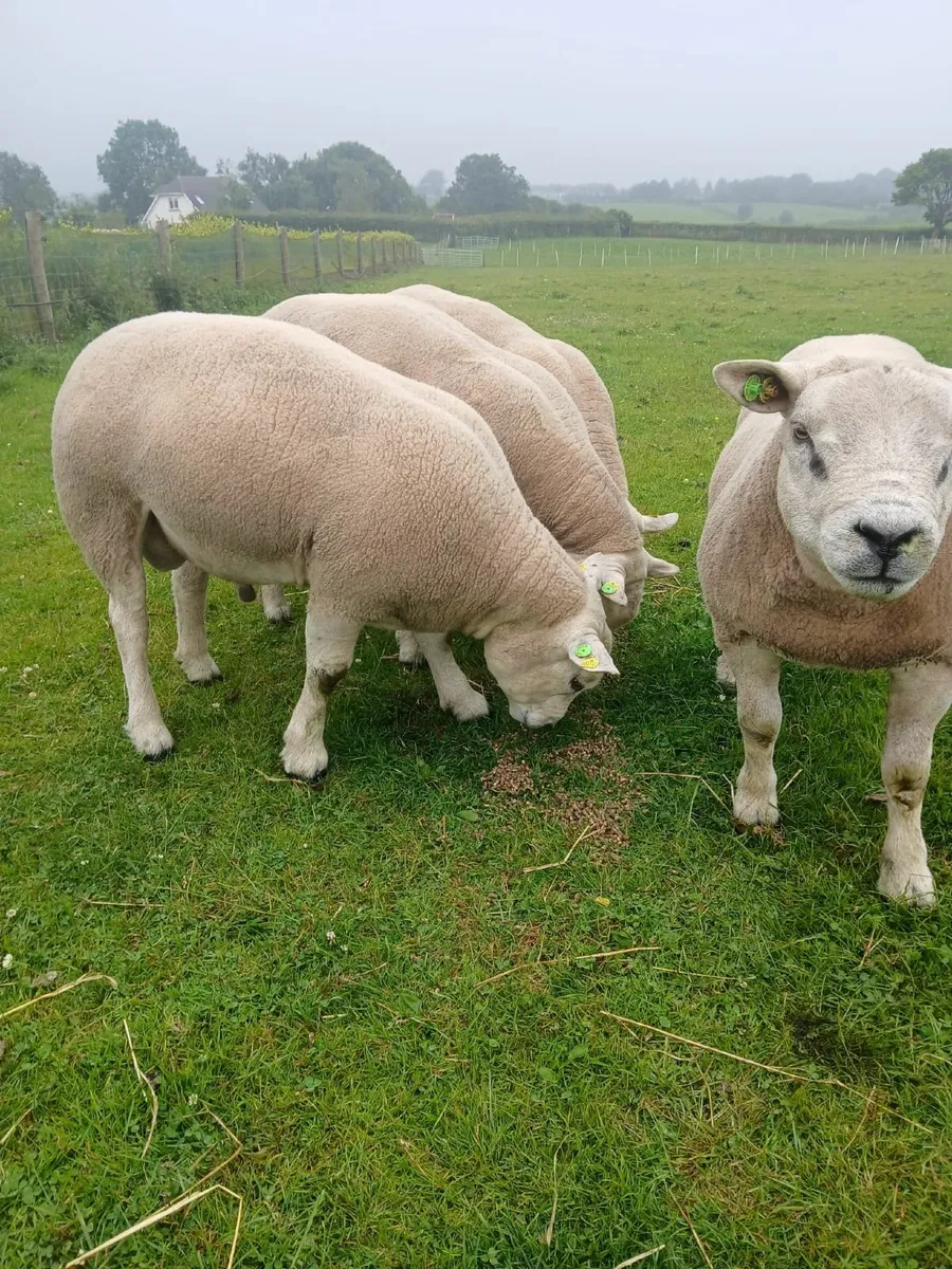 Texel Shearling Rams for Sale