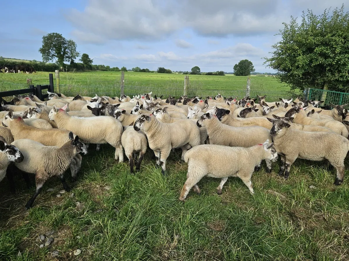 Store Lambs - Image 1