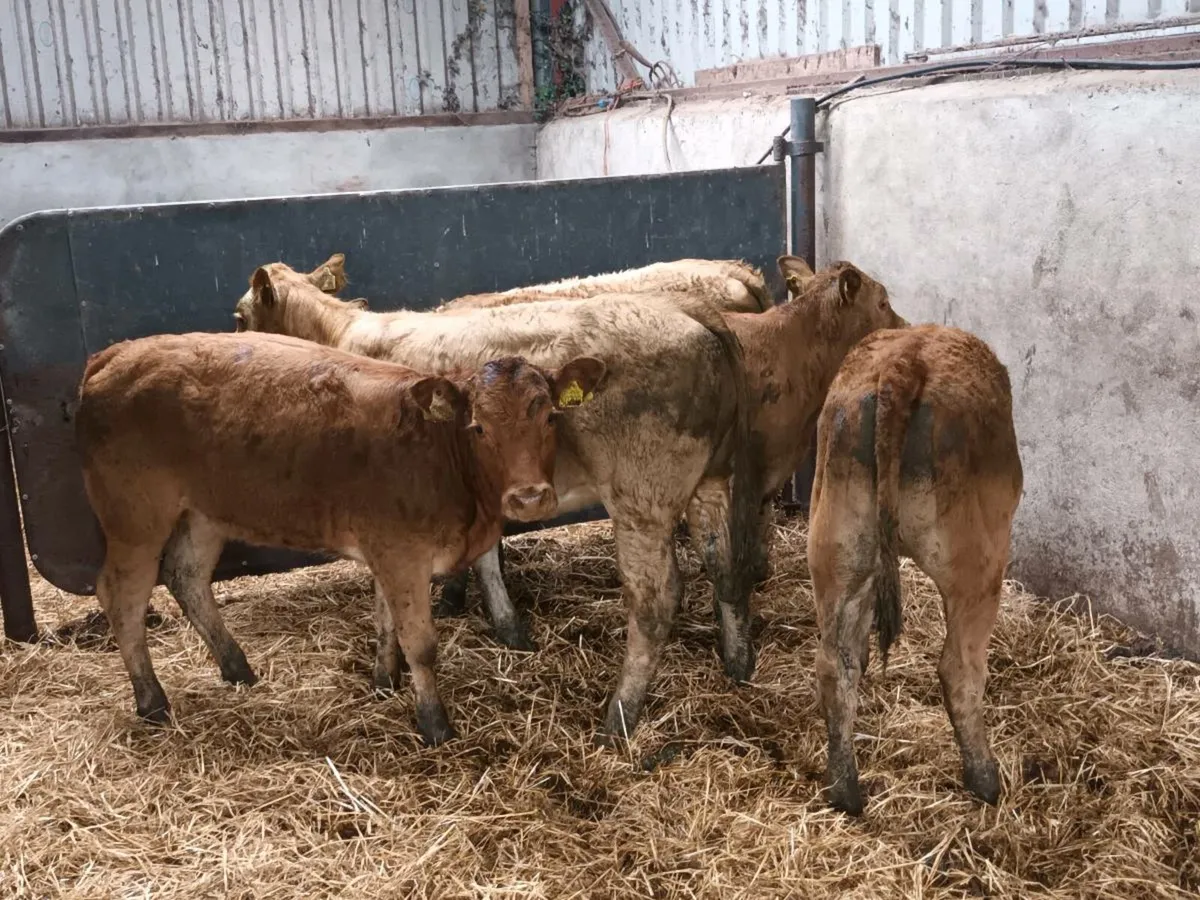 SUCKLER BRED STORE HEIFERS - Image 3