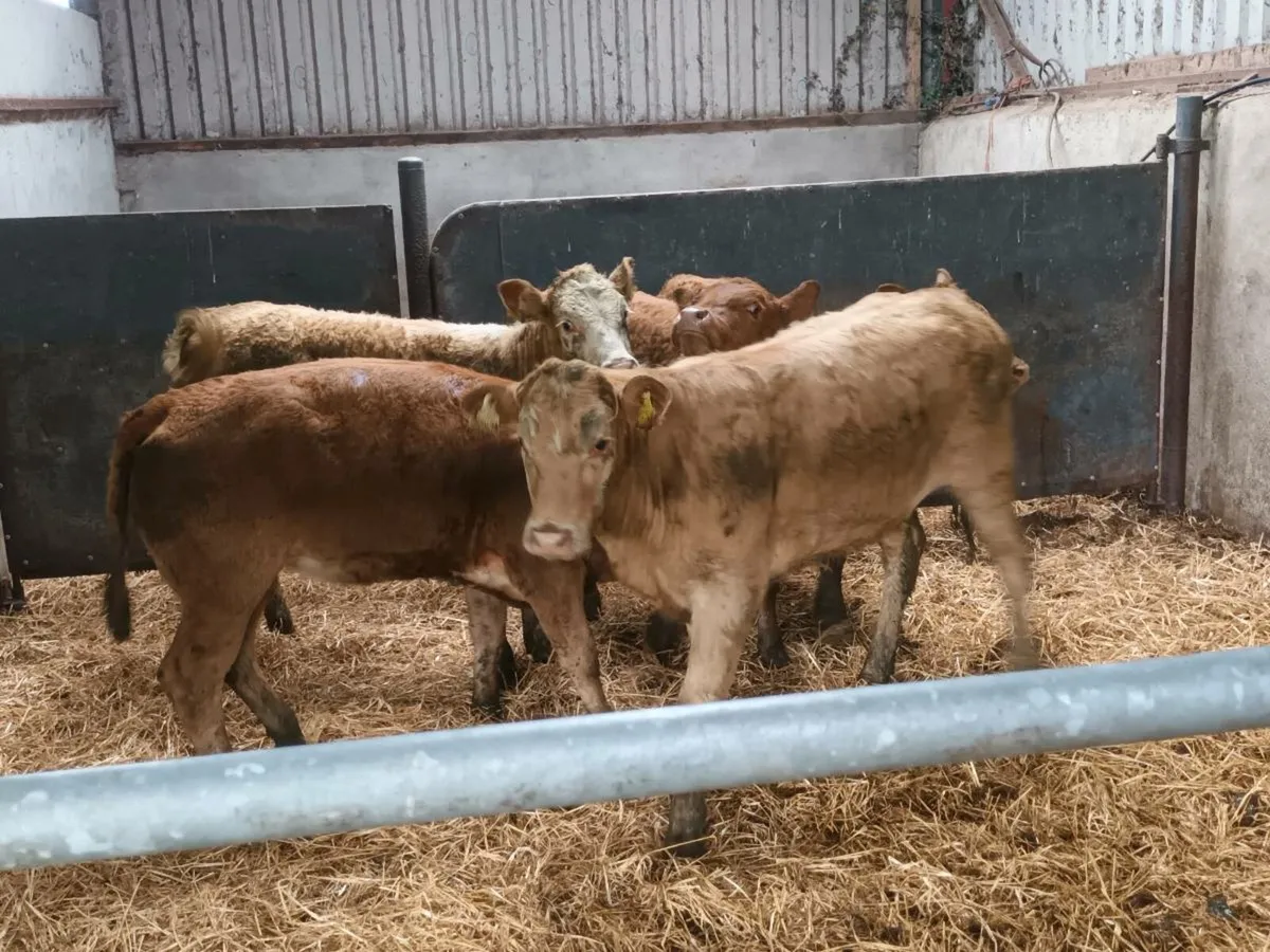 SUCKLER BRED STORE HEIFERS - Image 1