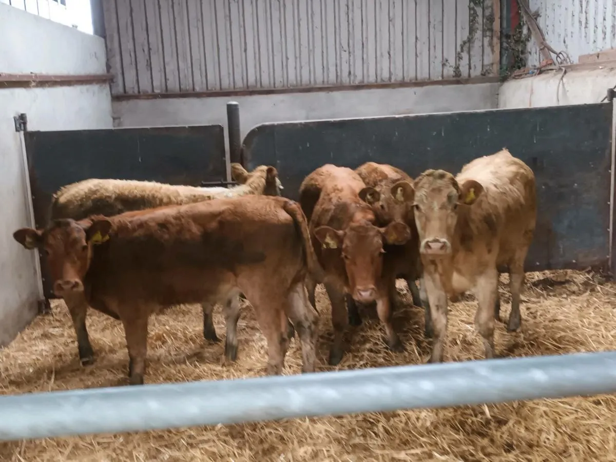 SUCKLER BRED STORE HEIFERS - Image 2