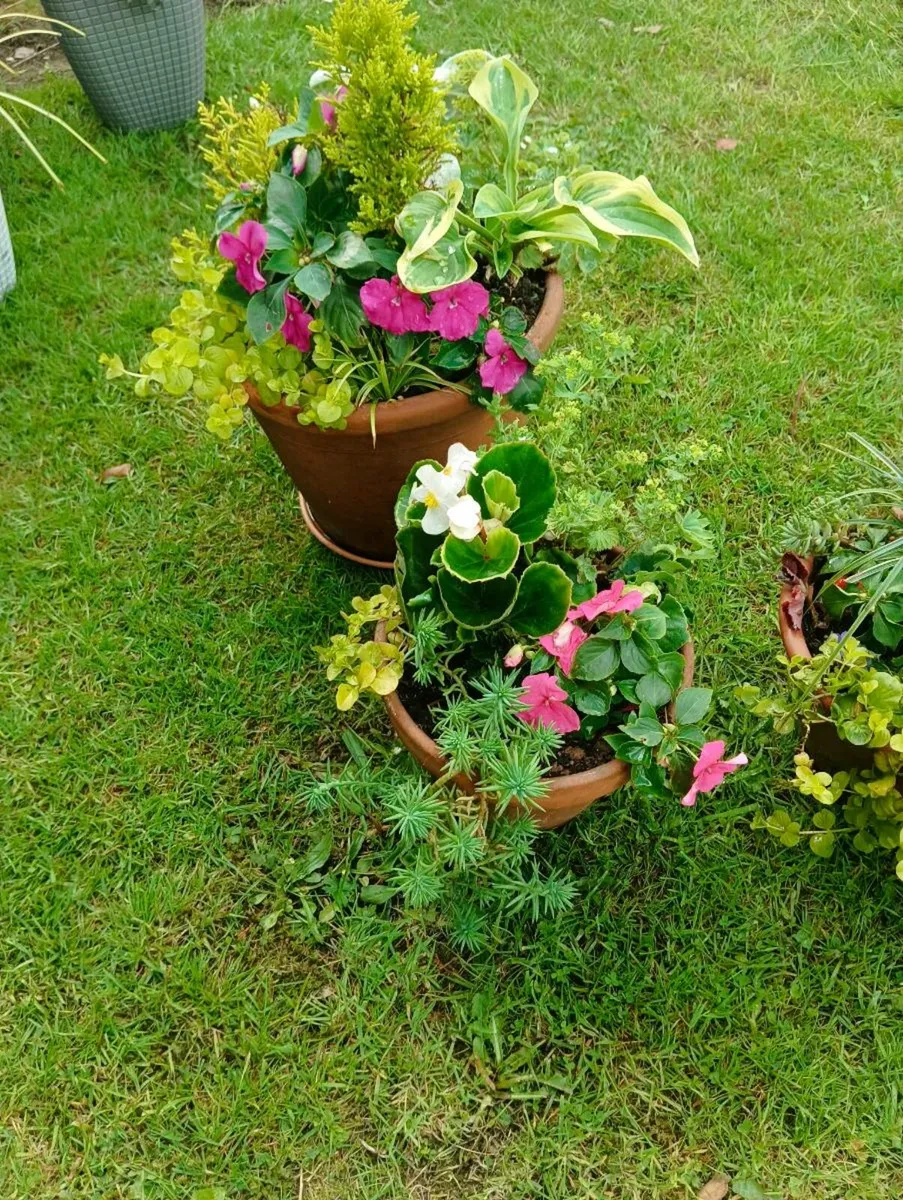 Lovely pots 15 each - Image 2