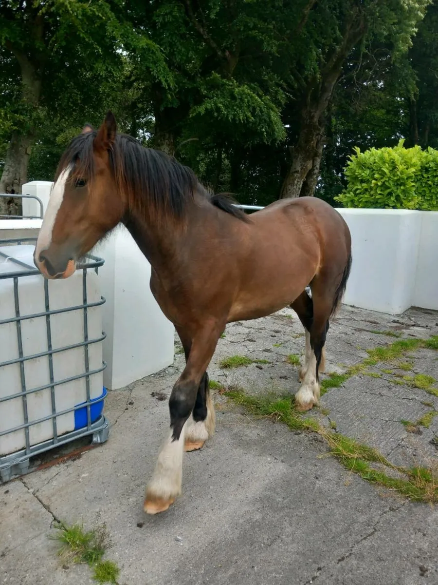 Yearling horse - Image 2