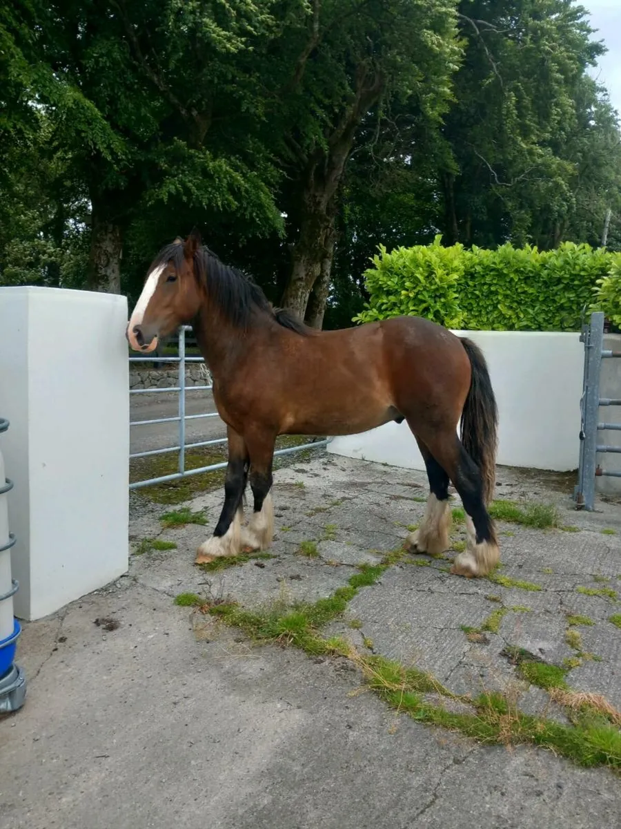 Yearling horse - Image 1