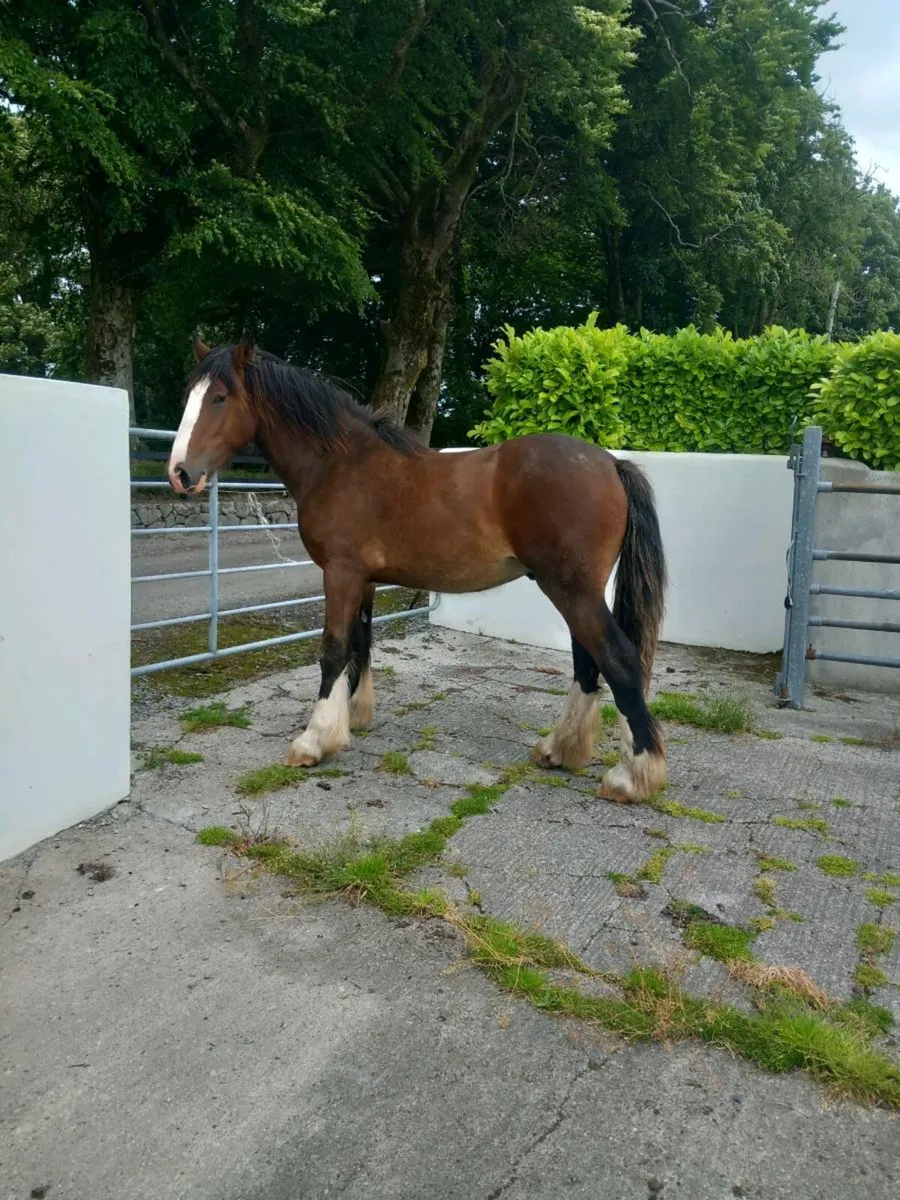 Yearling horse - Image 3