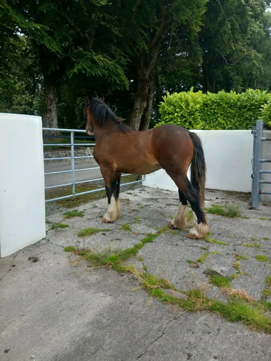 Yearling horse - Image 4