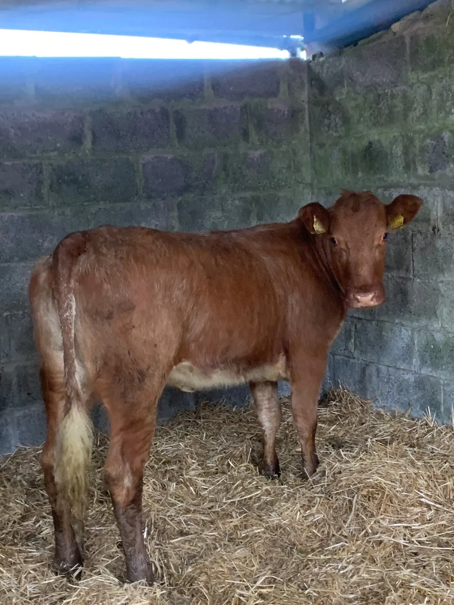 ⭐️2 Lovely Roan Heifers for sale - Image 3