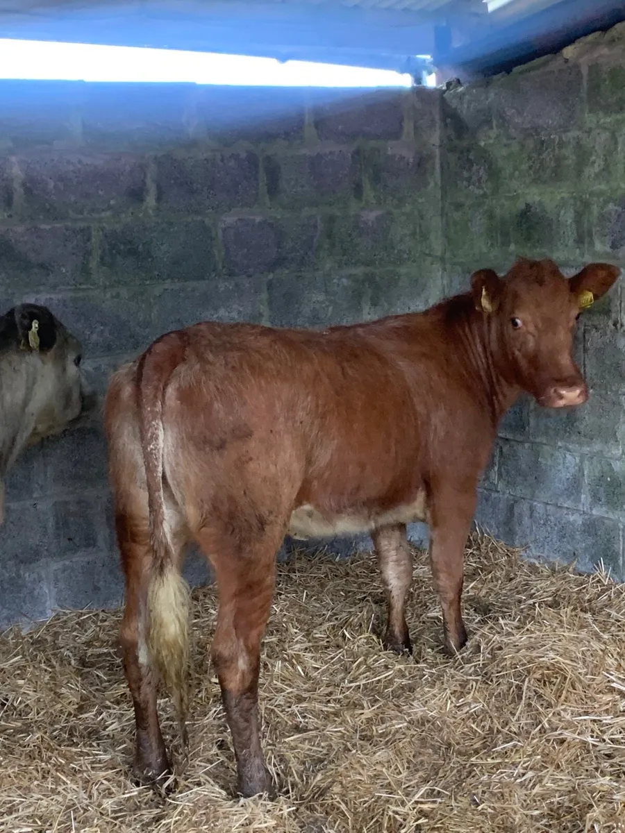 ⭐️2 Lovely Roan Heifers for sale - Image 4