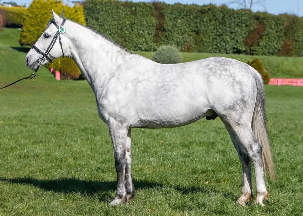 Kings Cornet ISH Stallion at Stud - Image 1