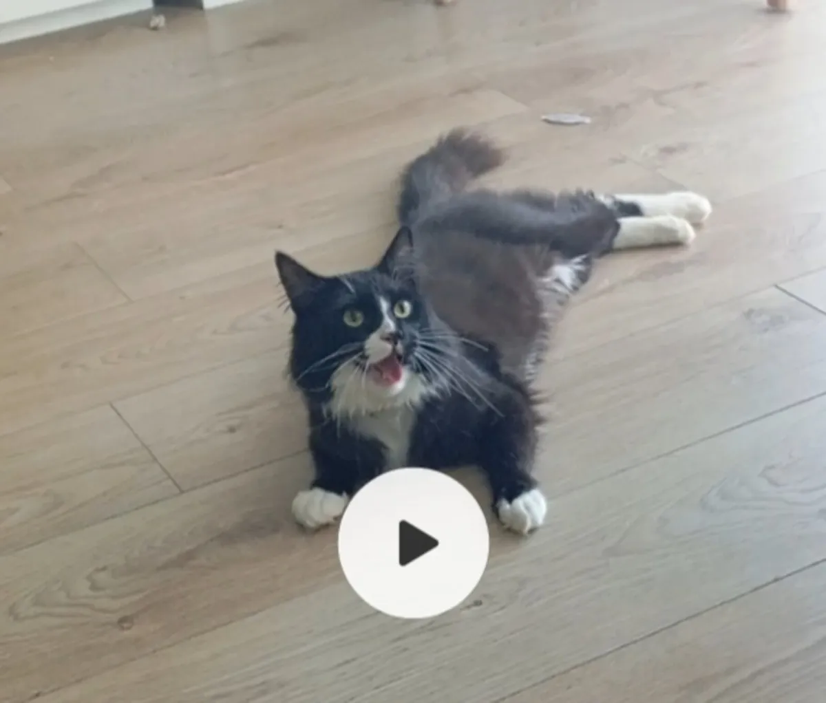 Maincoon cross - Image 1