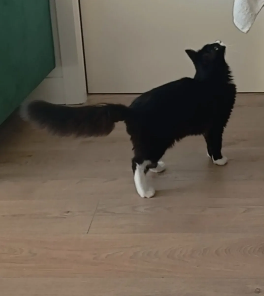 Maincoon cross - Image 2