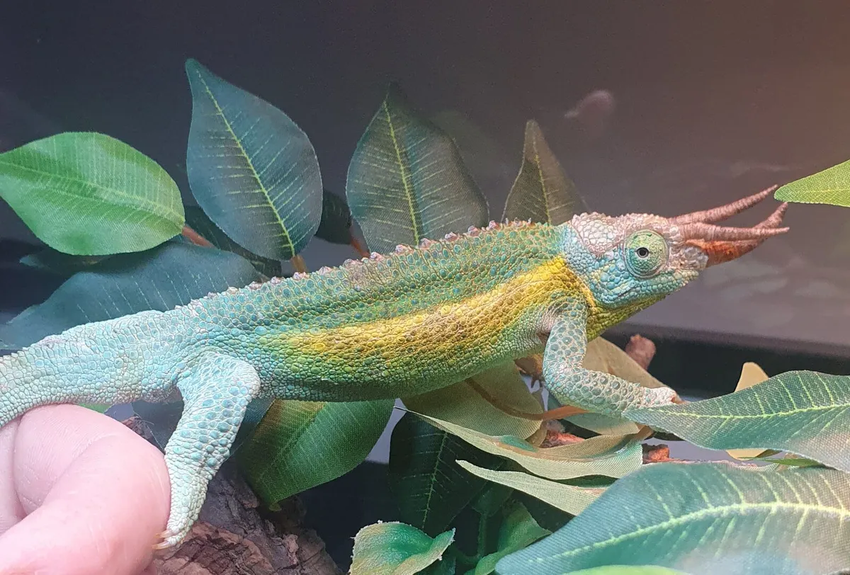 Jacksons chameleon