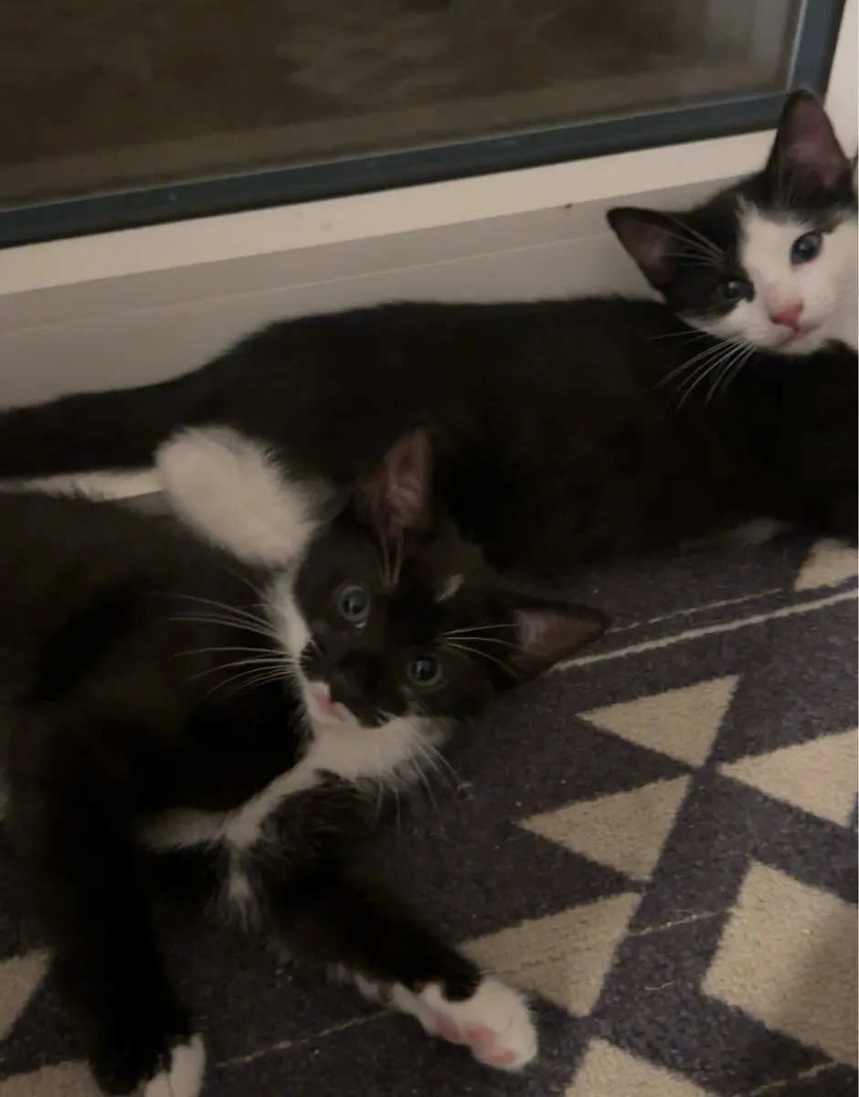 3 Kittens - Image 2