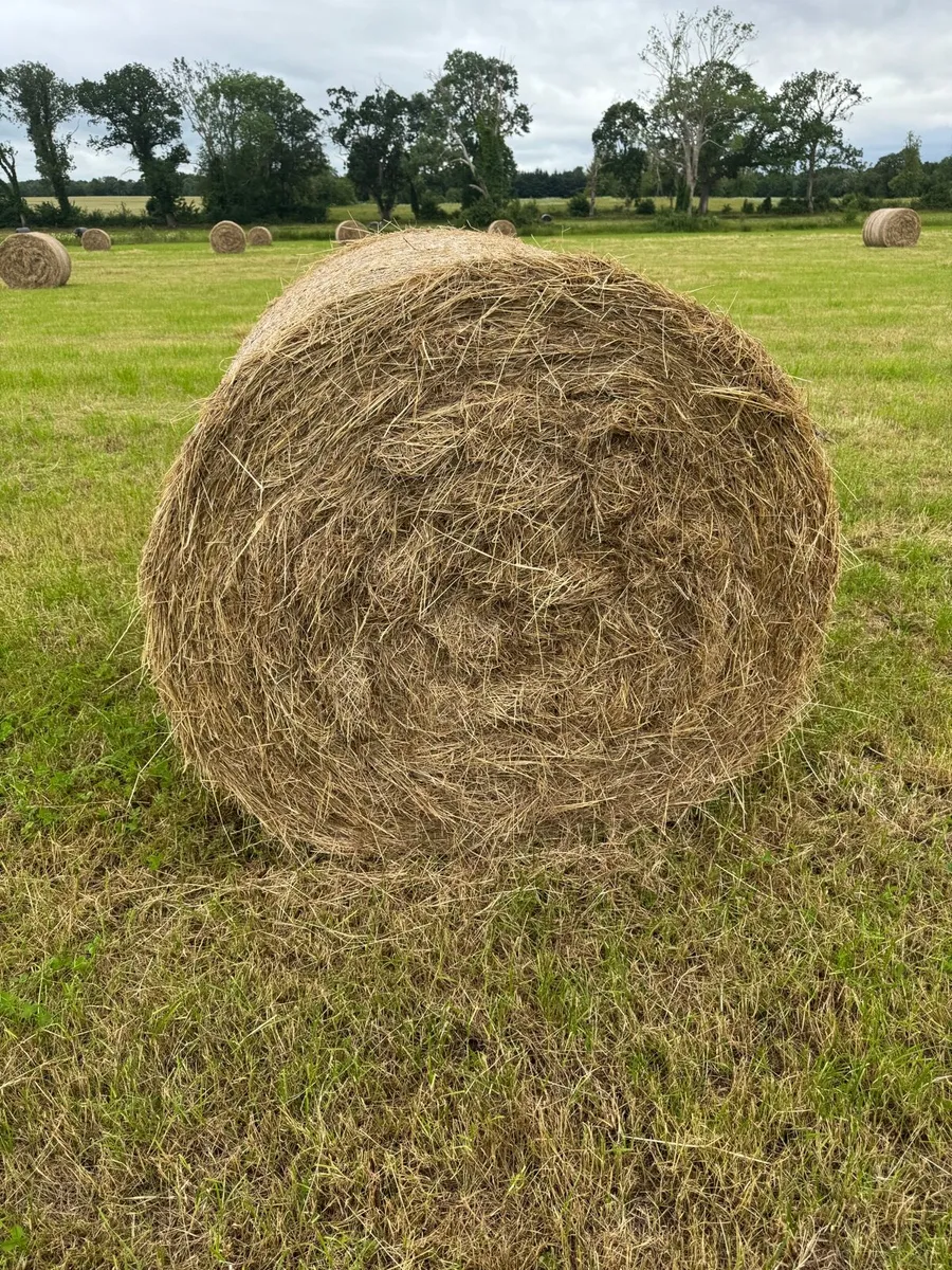Hay - Image 1