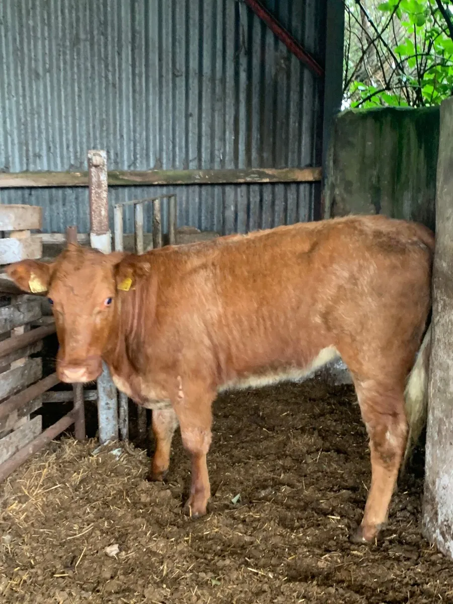 ⭐️2 Lovely Roan Heifers for sale - Image 2