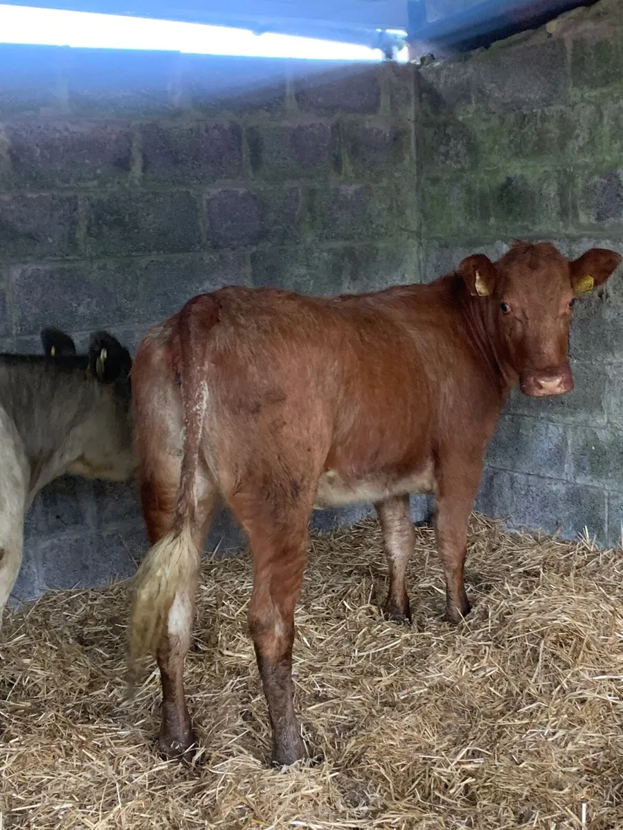 ⭐️2 Lovely Roan Heifers for sale - Image 1