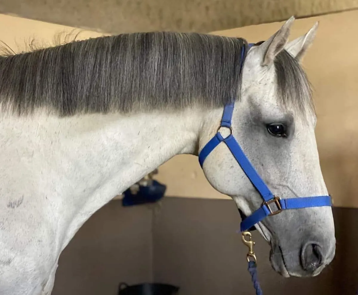 Kings Cornet ISH Stallion at Stud - Image 2