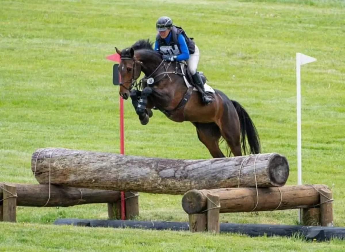 Kings Cornet ISH Stallion at Stud - Image 4