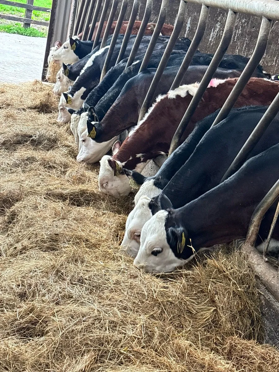 18 proper Hereford runner heifers ready for grass - Image 1
