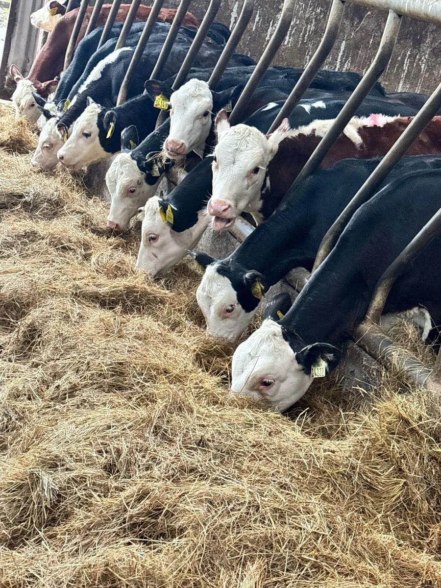 18 proper Hereford runner heifers ready for grass - Image 2