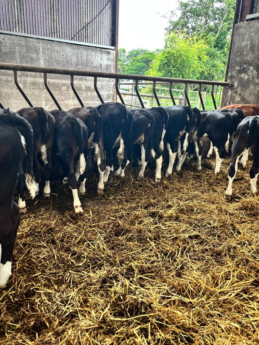 18 proper Hereford runner heifers ready for grass - Image 3