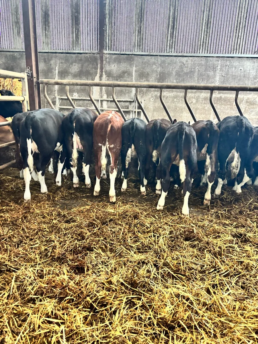 18 proper Hereford runner heifers ready for grass - Image 4