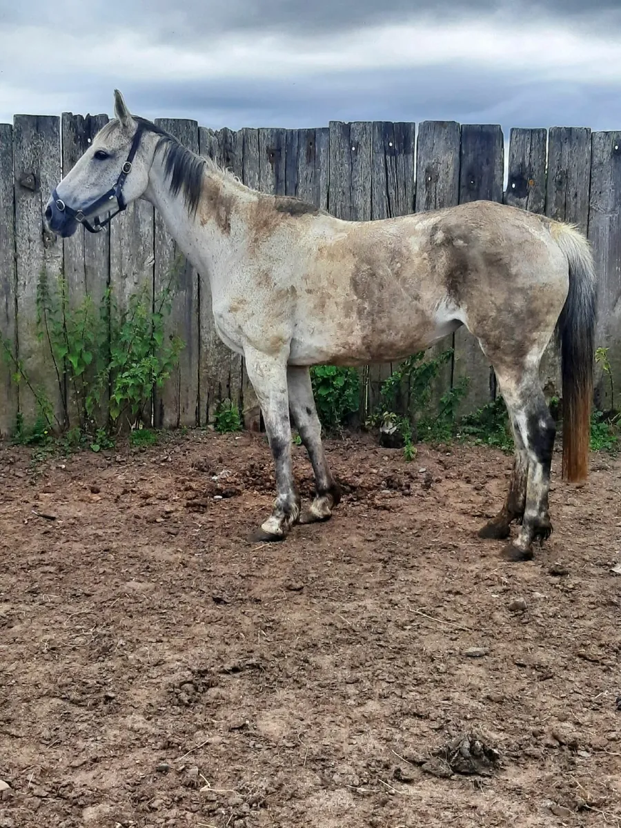 TB mares - Image 2