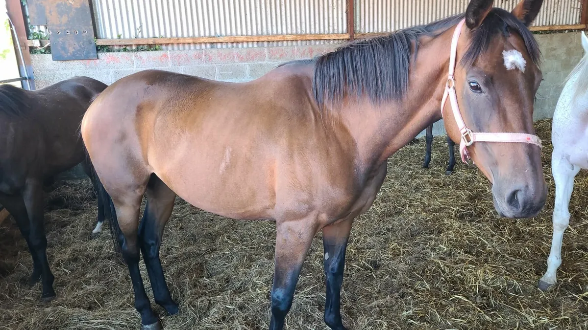 TB mares - Image 3