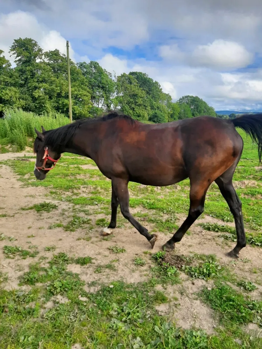 TB mares - Image 4