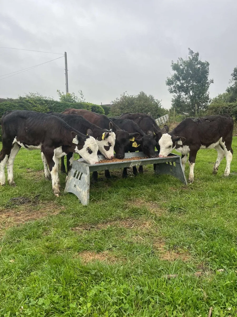 6 lovely runners for sale - Image 2
