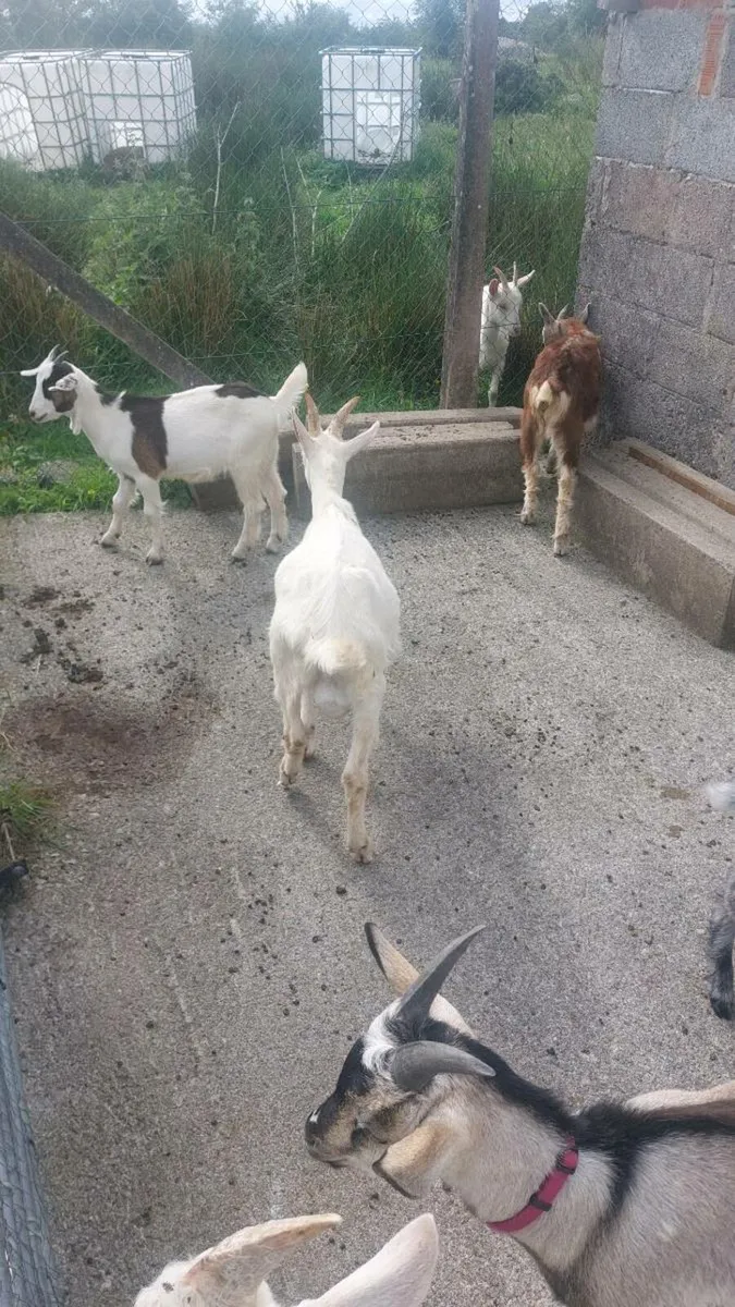 Male kid goats - Image 2